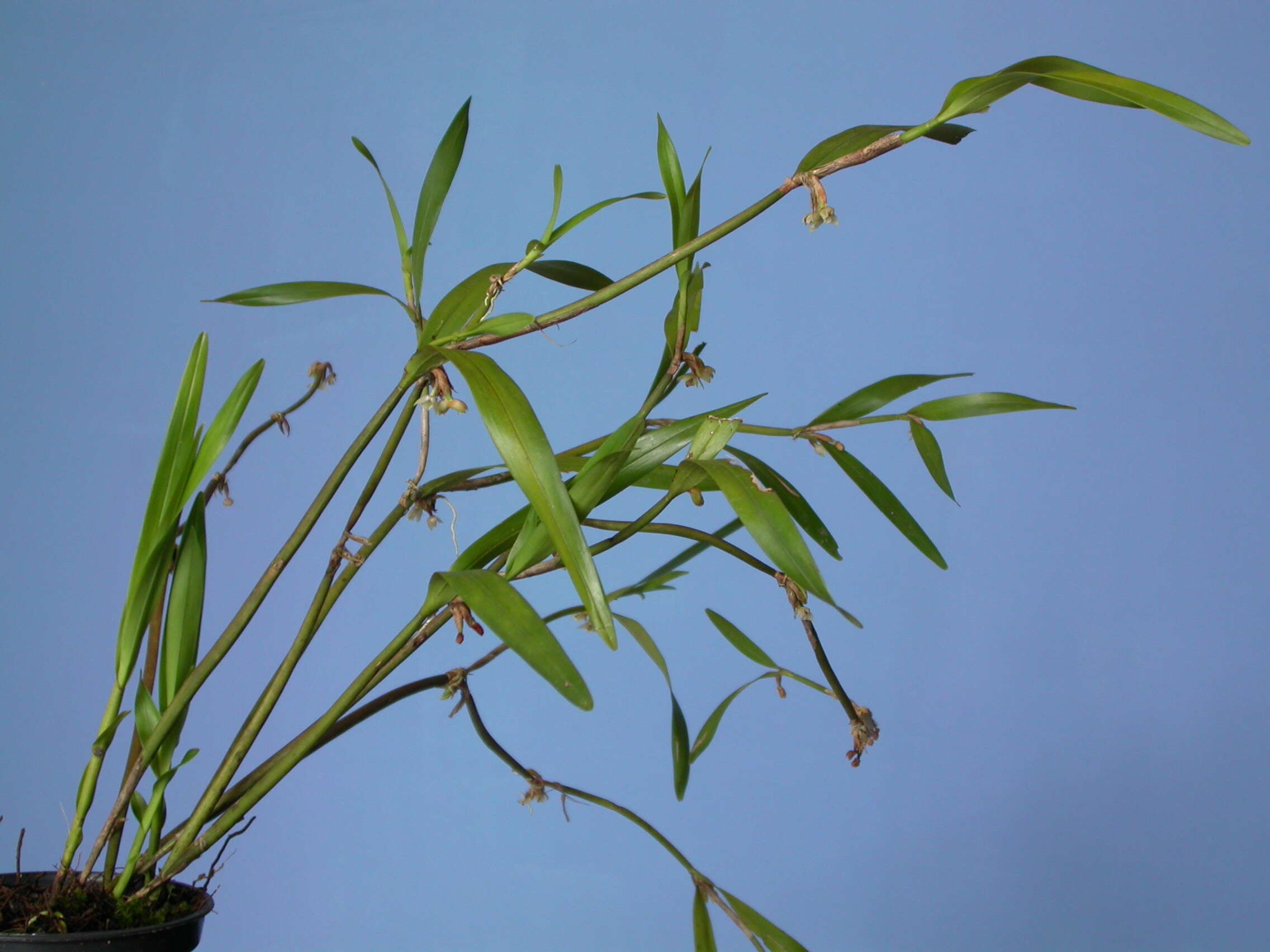 Plancia ëd Scaphyglottis modesta (Rchb. fil.) Schltr.