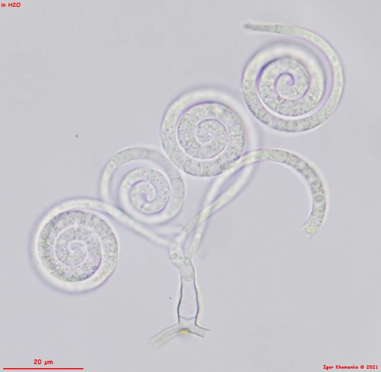 Image of Helicomyces roseus Link 1809