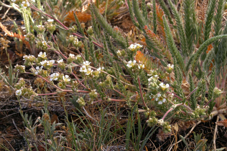 Image de Ivesia sericoleuca (Rydb.) Rydb.