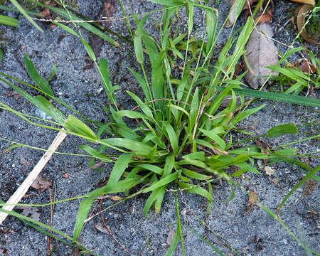 Image of Ehrharta erecta var. erecta