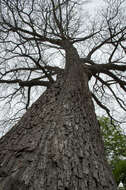 Image of Carya illinoinensis