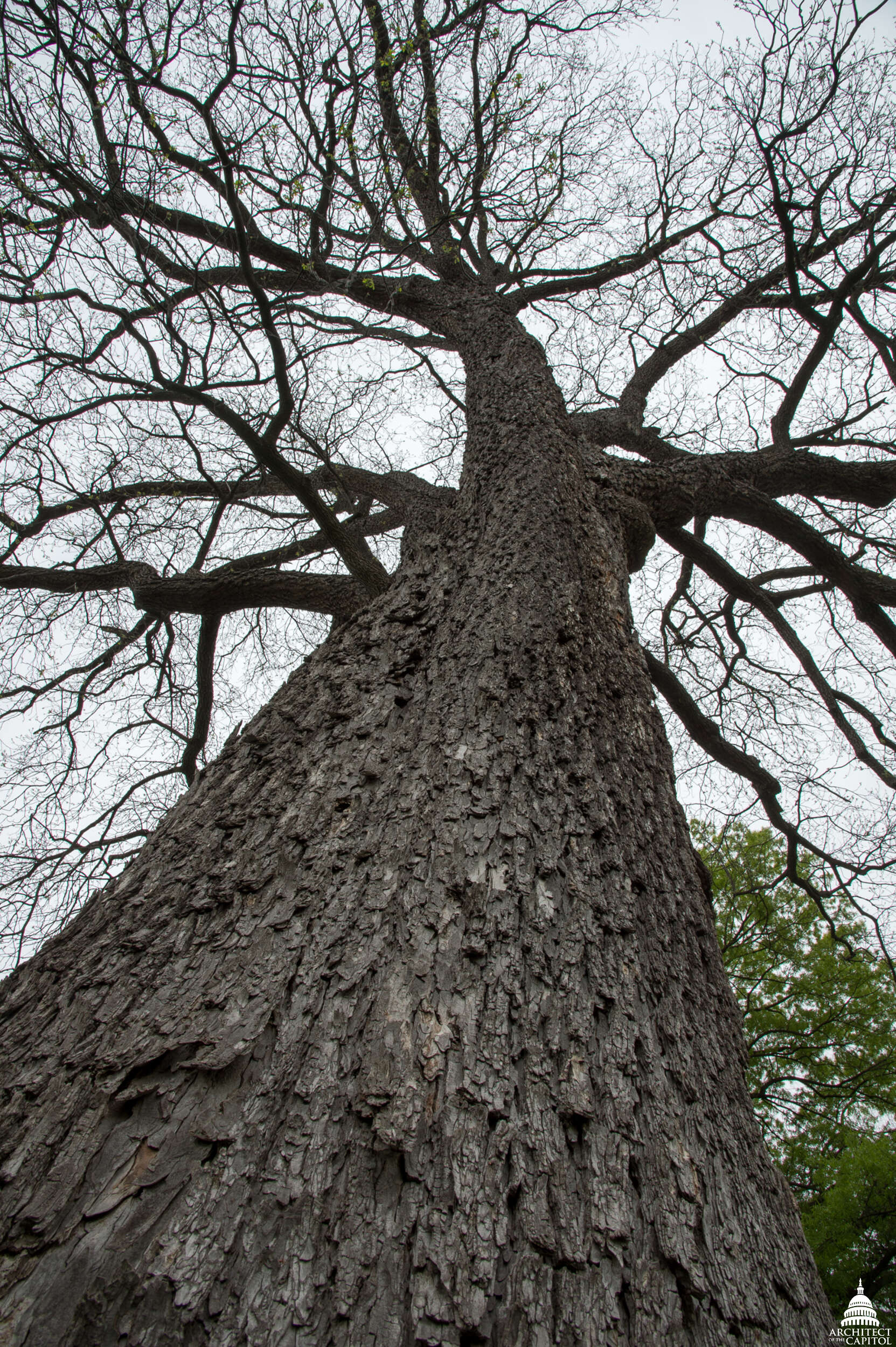 Image of Carya illinoinensis