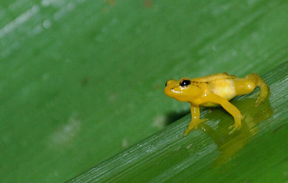 Image of Golden rocket frog