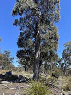 Слика од Eucalyptus amygdalina Labill.