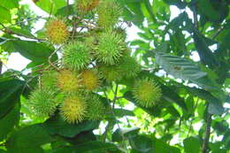 Image of rambutan