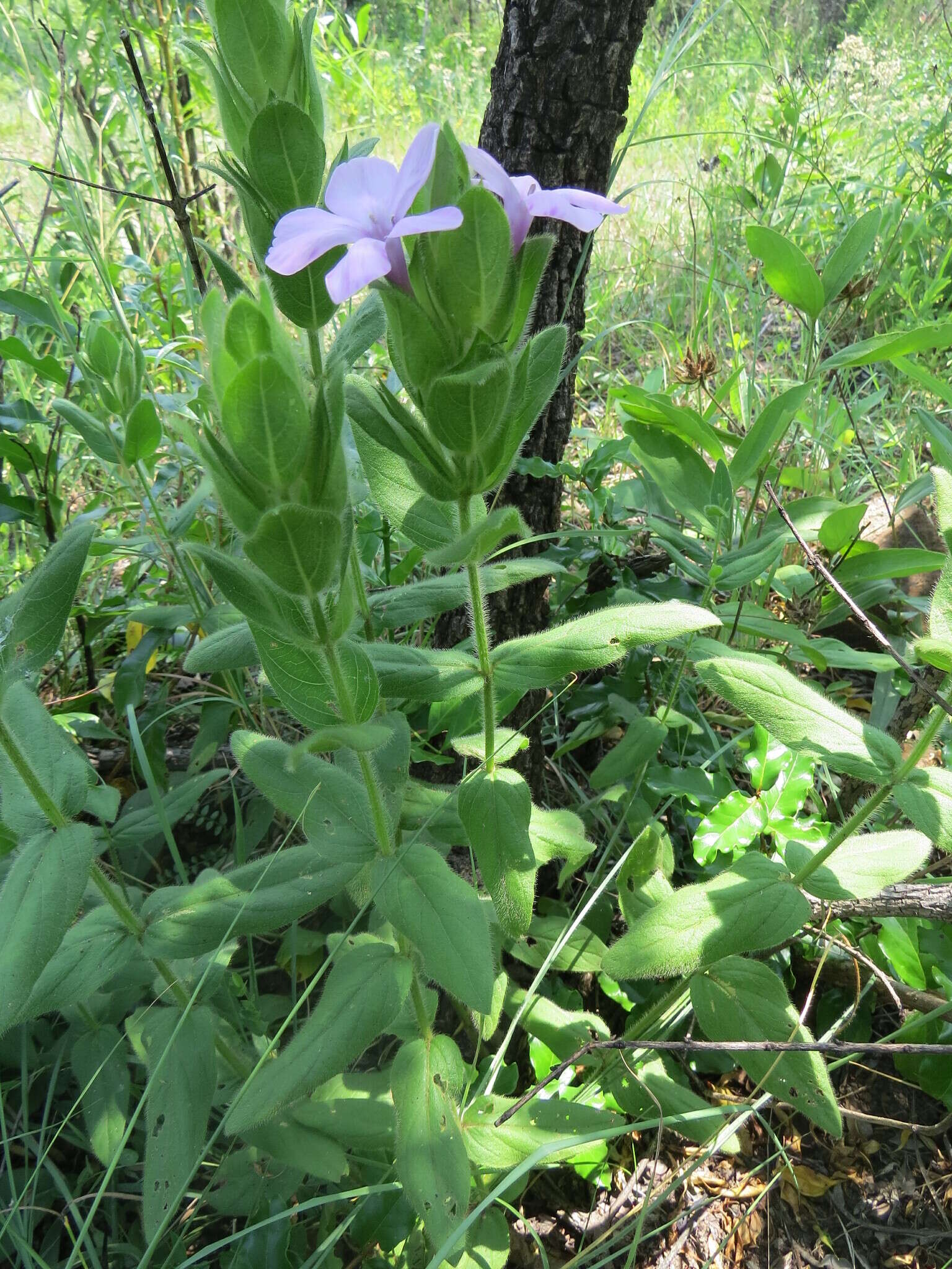 Barleria ovata E. Mey. ex Nees的圖片