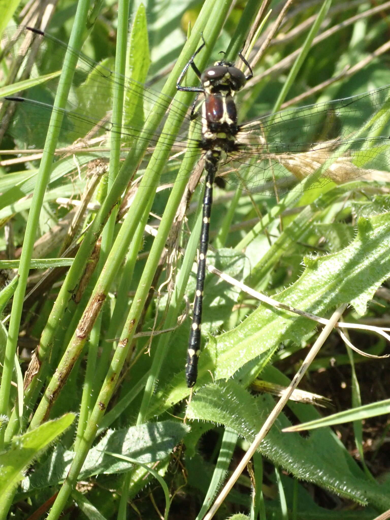 Image of Eusynthemis guttata (Selys 1871)