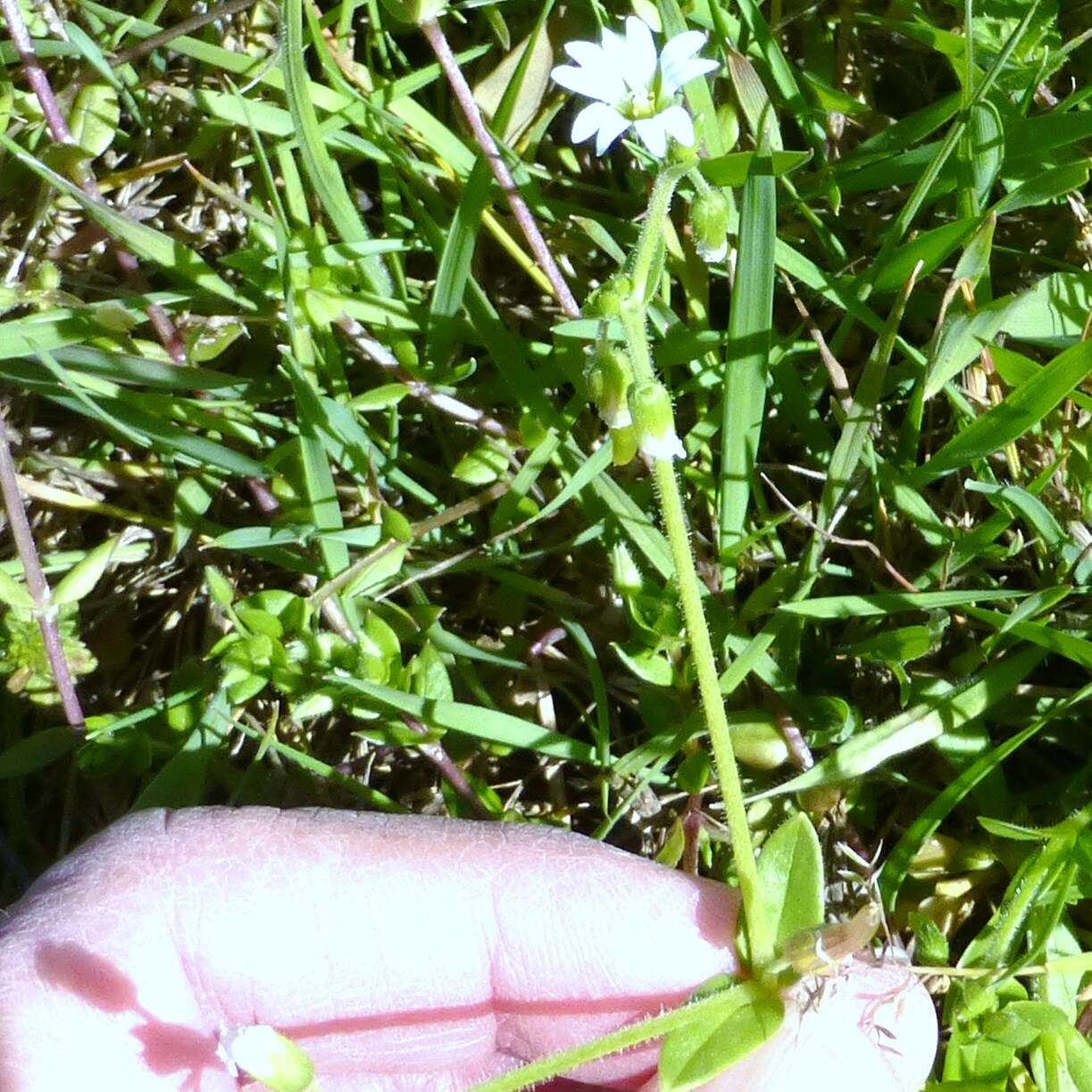 صورة Cerastium brachypodum (Engelmann ex A. Gray) B. L. Rob.