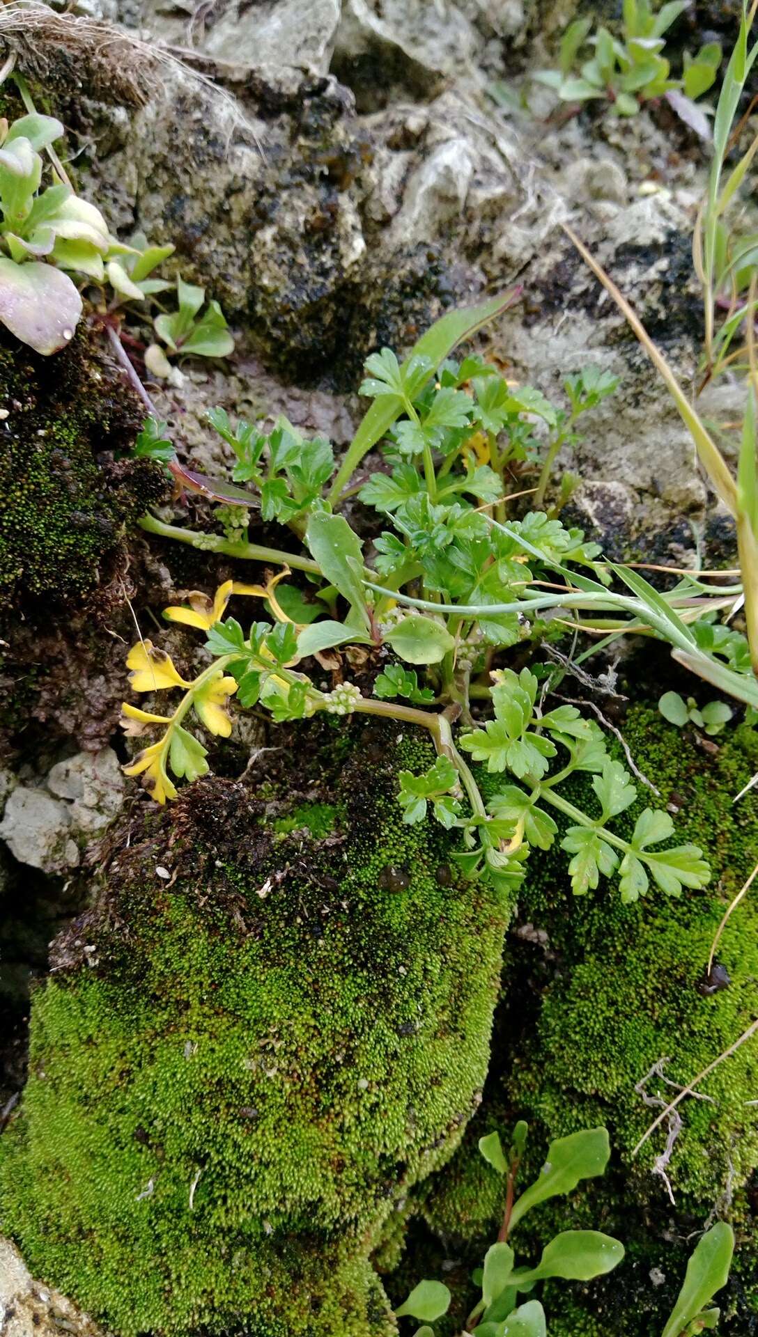 Image of prostrate marshwort