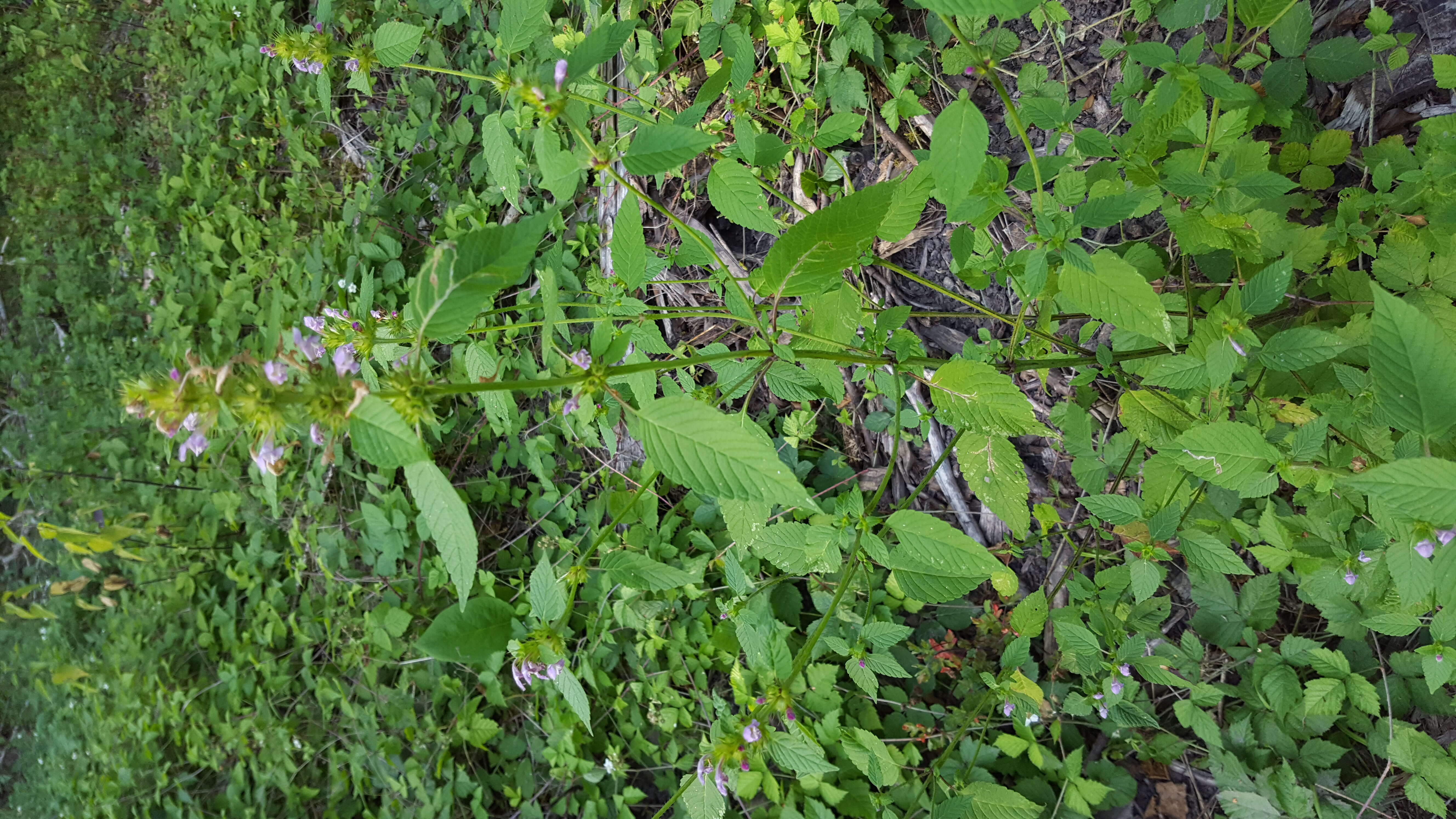 Image of Common hemp nettle