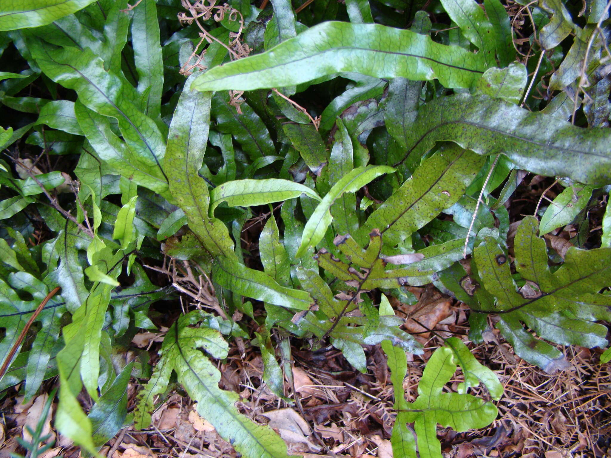 Image of Phymatosorus pustulatus subsp. pustulatus