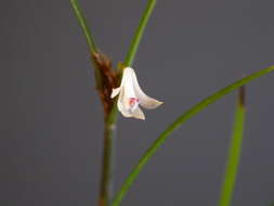 Plancia ëd Scaphyglottis longicaulis S. Watson