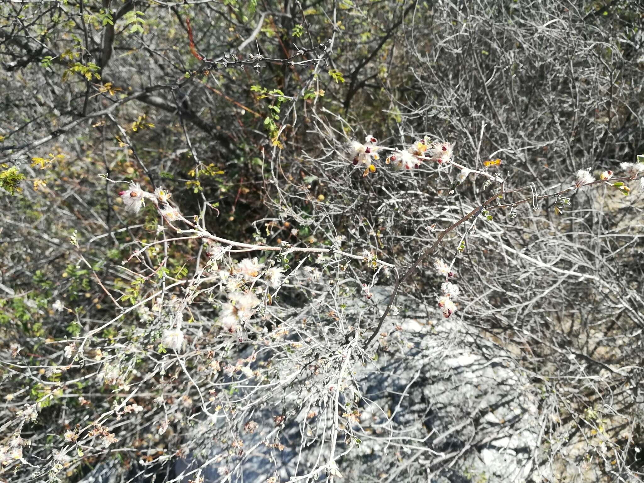 Image of Cartagena prairie clover