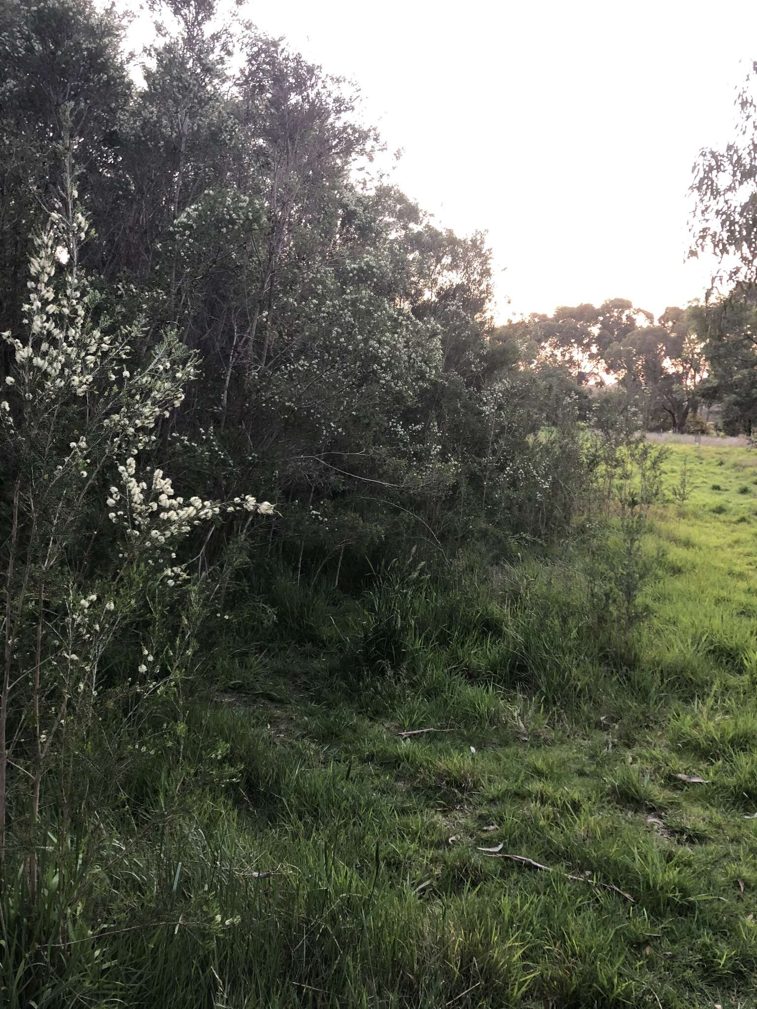 Image of swamp paperbark