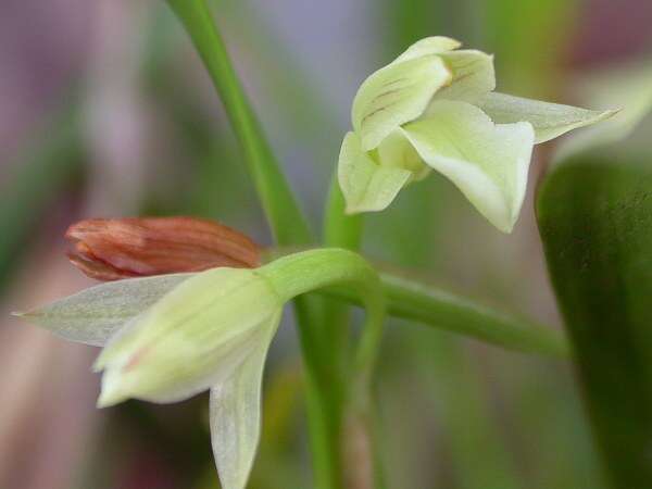 Sivun Scaphyglottis prolifera (R. Br.) Cogn. kuva