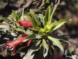 Слика од Eremophila