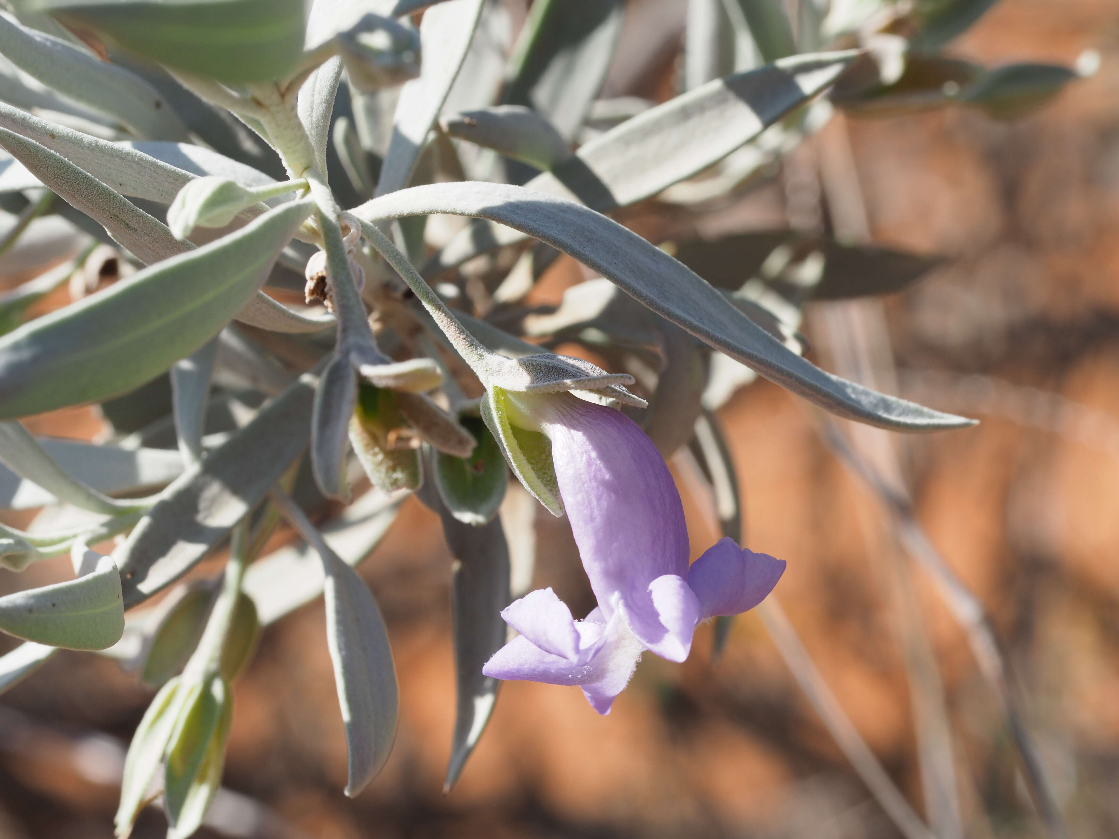 Image of Emu Bush