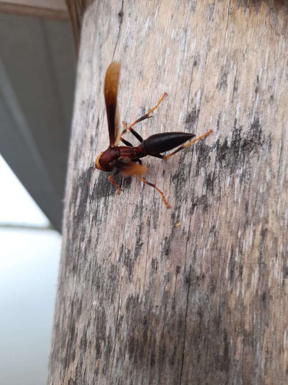 Image of Polistes infuscatus Lepeletier 1836