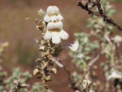 Слика од Eremophila