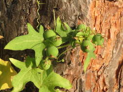 Image of Cretan bryony