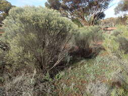 Image of Eremophila scoparia (R. Br.) F. Muell.