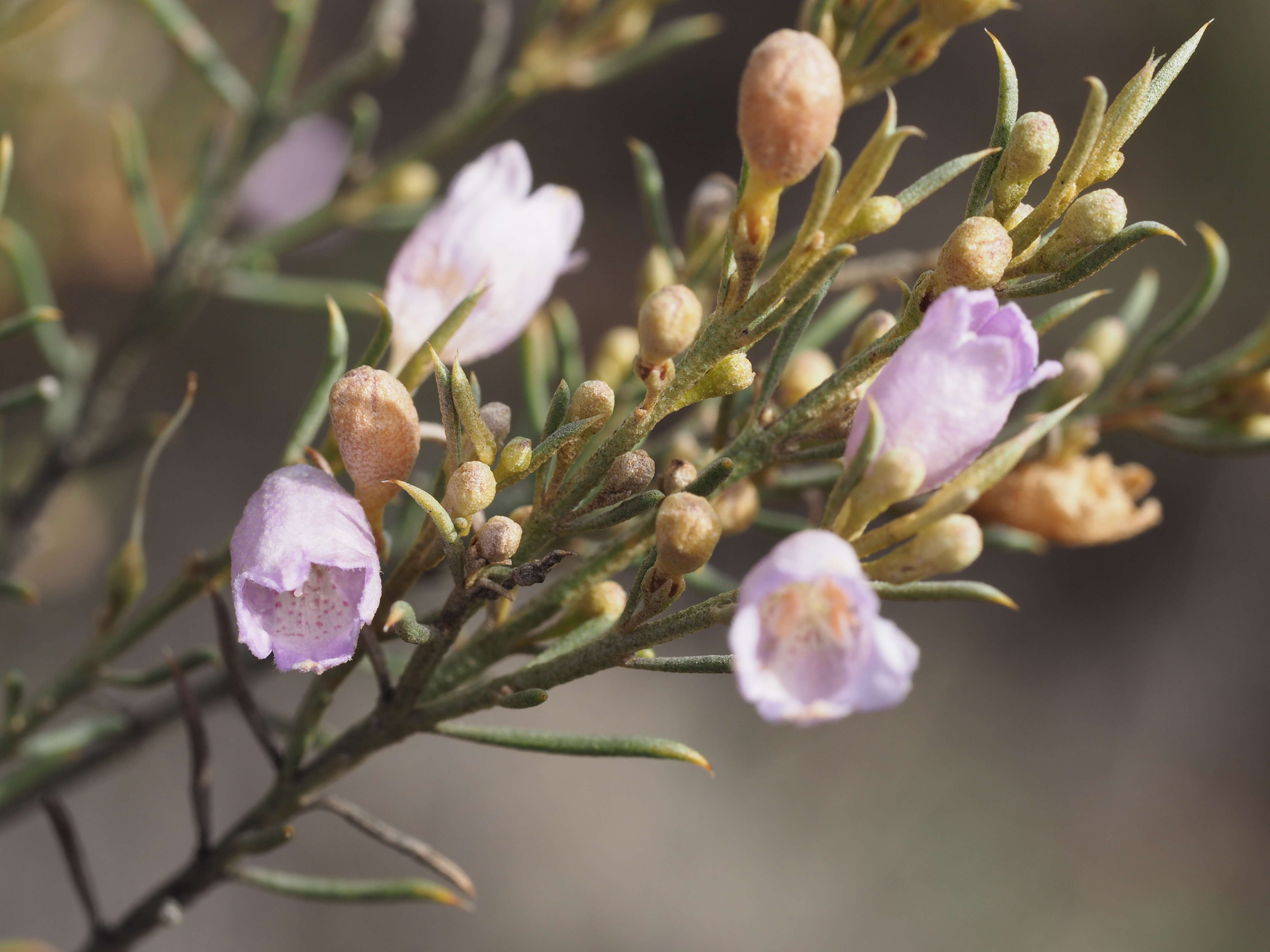 Image of Eremophila scoparia (R. Br.) F. Muell.