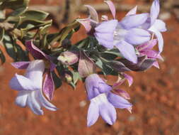 Image of Emu Bush