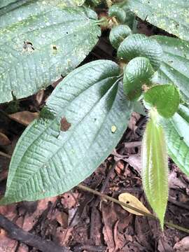 Image of Miconia formicoheterophylla