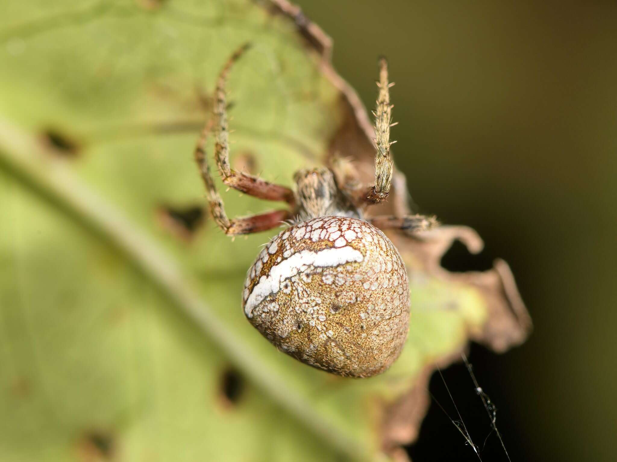 Image of Zealaranea crassa (Walckenaer 1841)