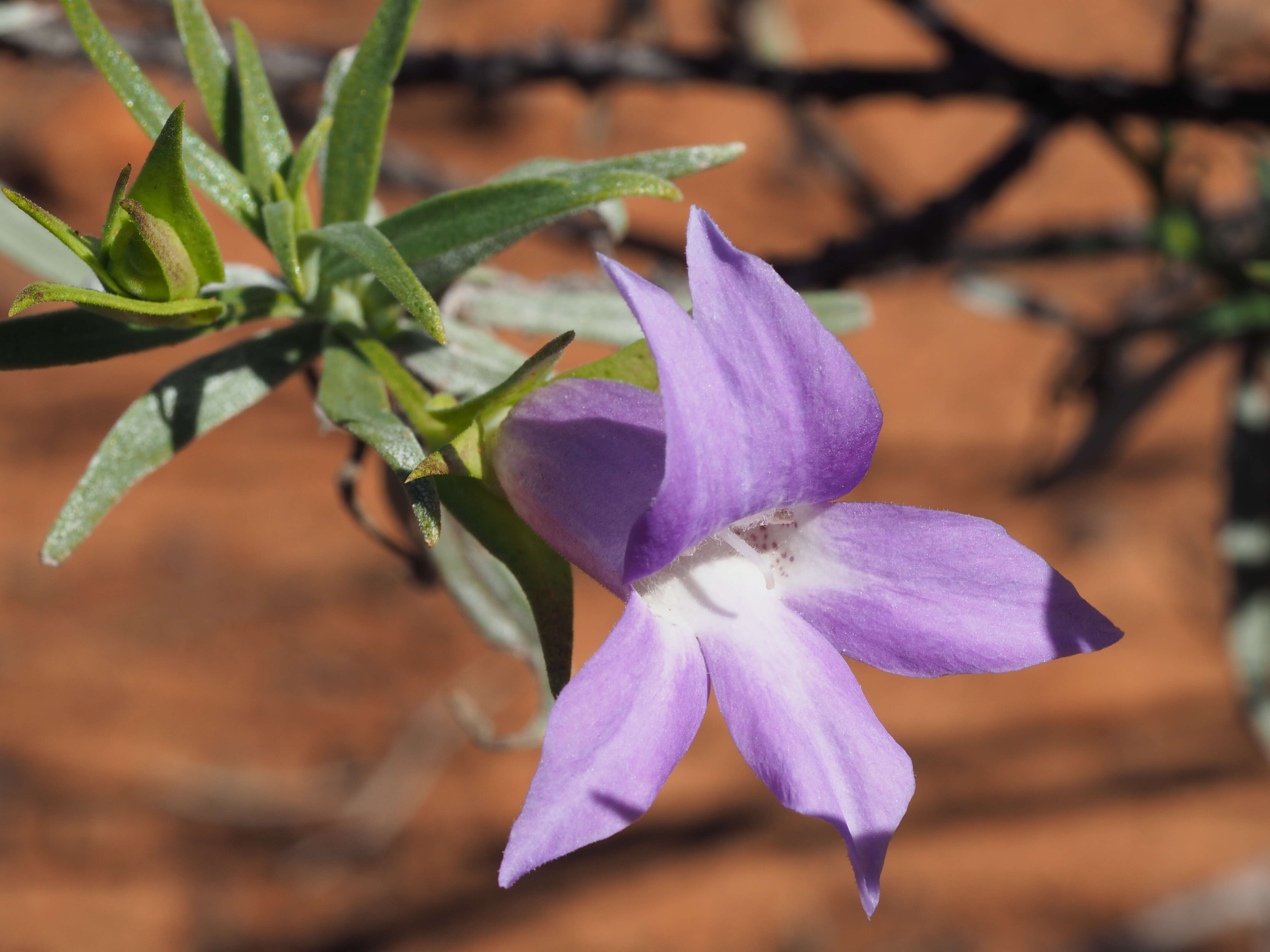 Image of Emu Bush