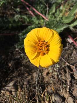 Image of rosy balsamroot