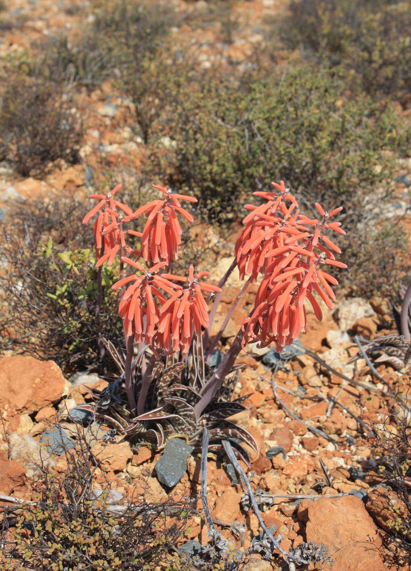 Sivun Gonialoe variegata (L.) Boatwr. & J. C. Manning kuva