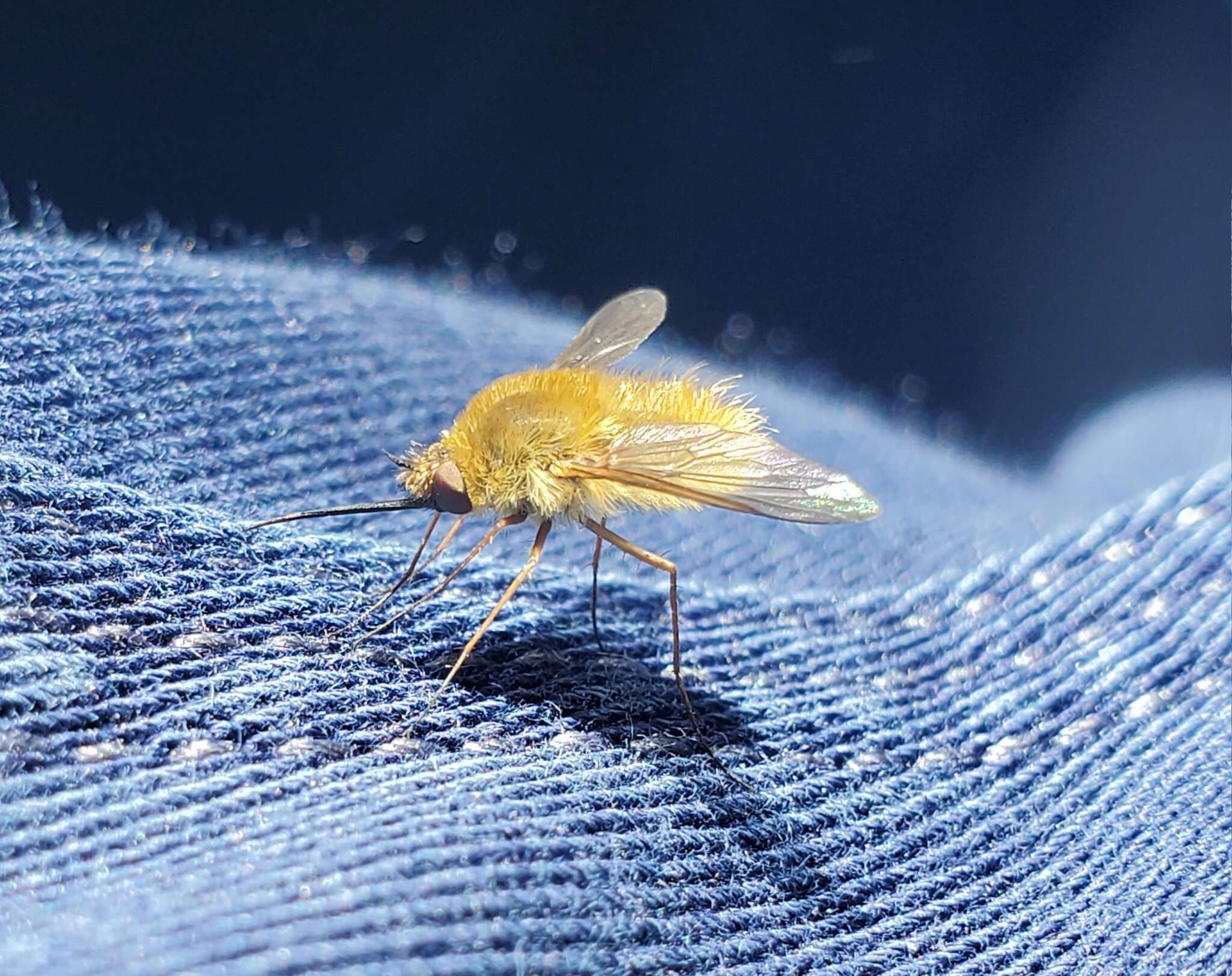 Image of grasshopper bee fly