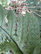 Image of Gaudichaud's halberd fern