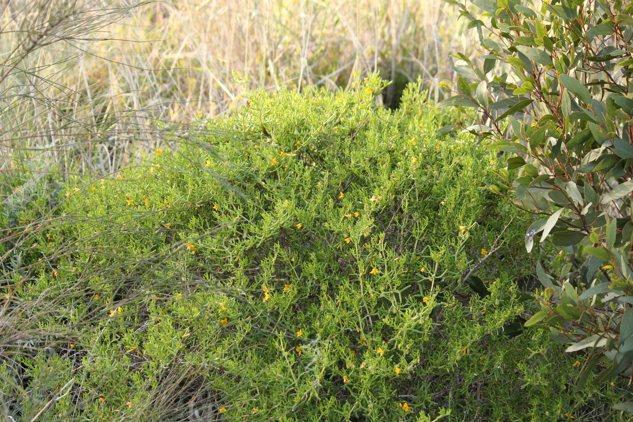 Image of Roepera confluens (H. Eichler) Beier & Thulin