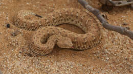 Image of Dwarf Puff Adder