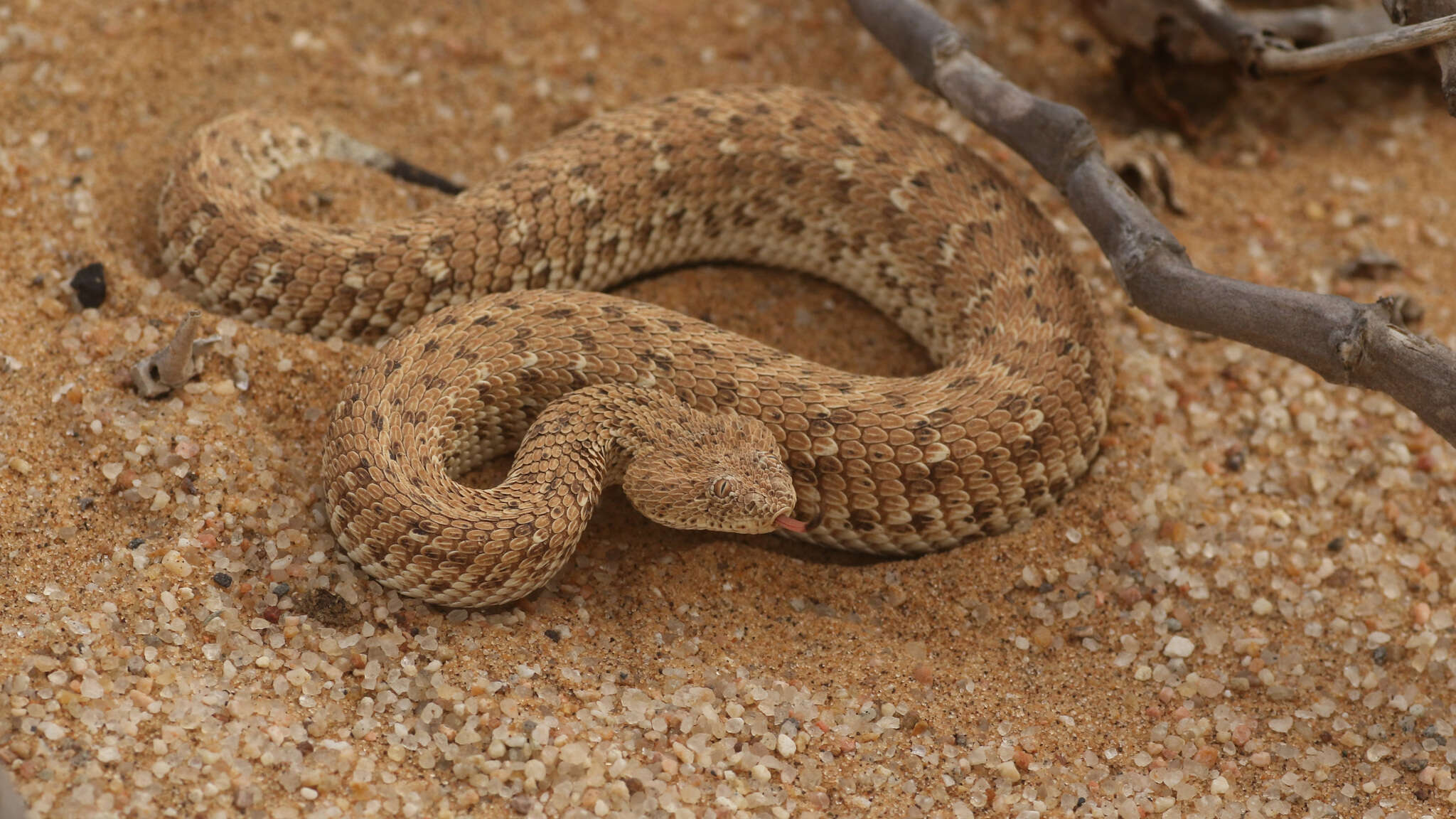 Image of Dwarf Puff Adder