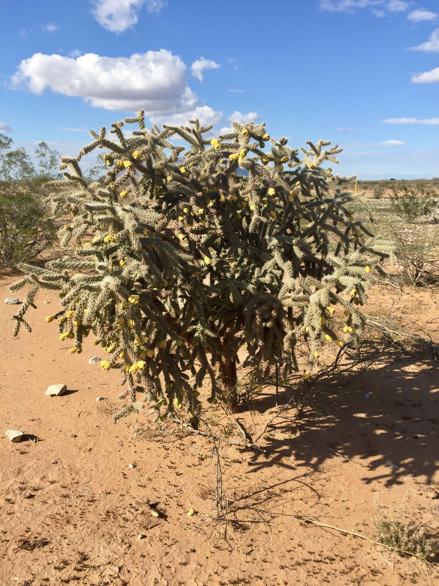 Image of Cylindropuntia imbricata subsp. spinosior