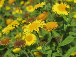 Image of common fleabane