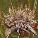 Image of Protea baumii subsp. baumii