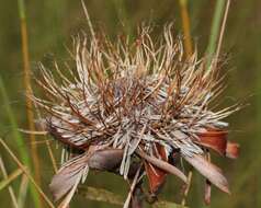 Image of Protea baumii subsp. baumii