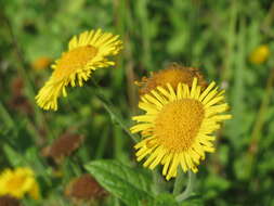 Image of common fleabane