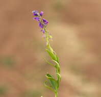 Image of tufted milkwort