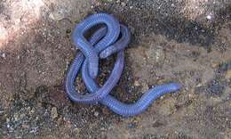 Image of worm lizard