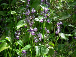 Image of Brazilian Water-Hyacinth