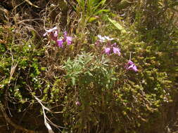 Image of Bowles perennial wallflower