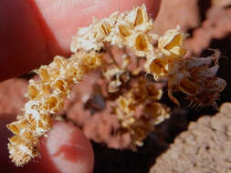 Image de Phacelia serrata J. W. Voss