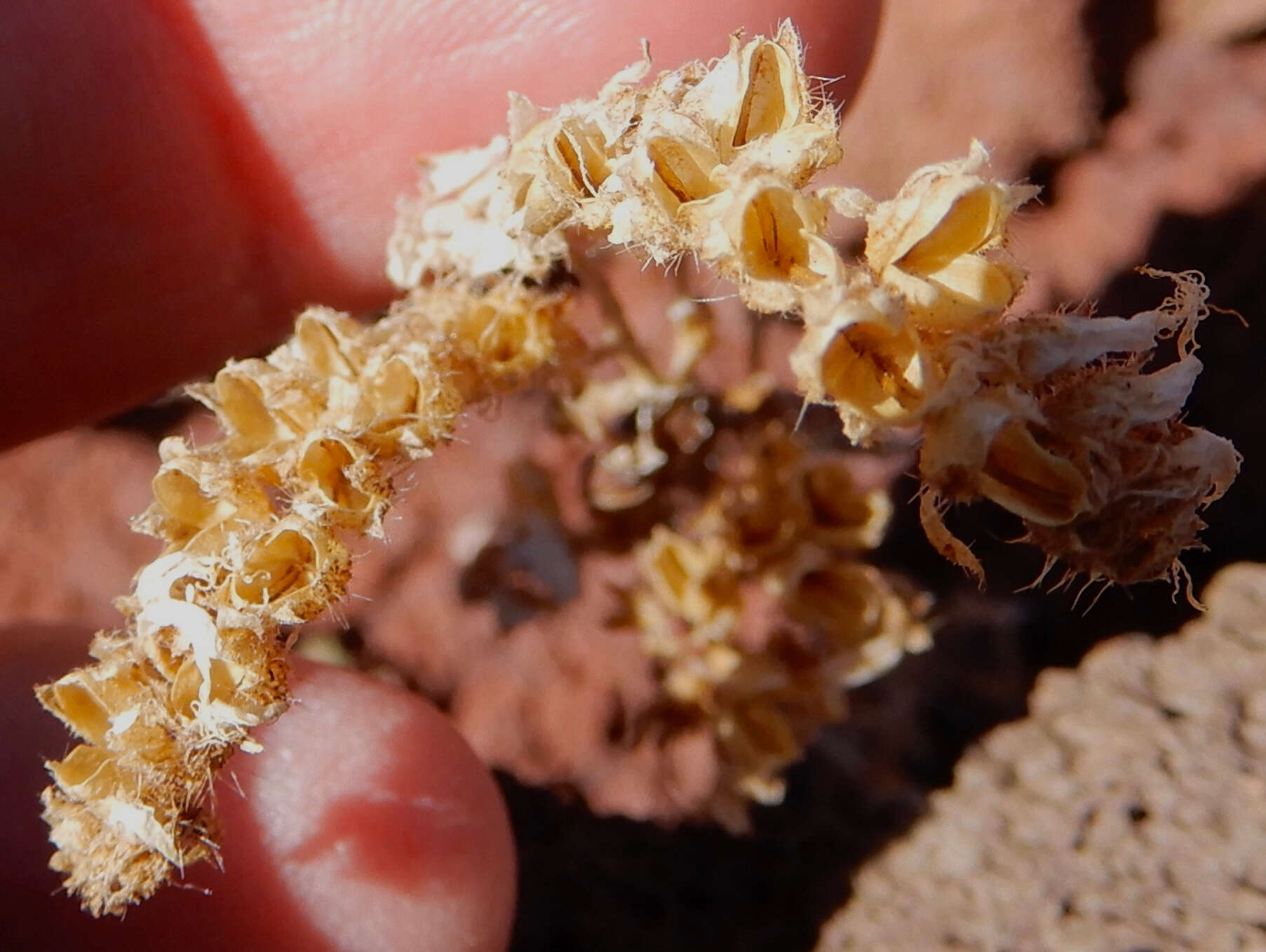 Phacelia serrata J. W. Voss resmi