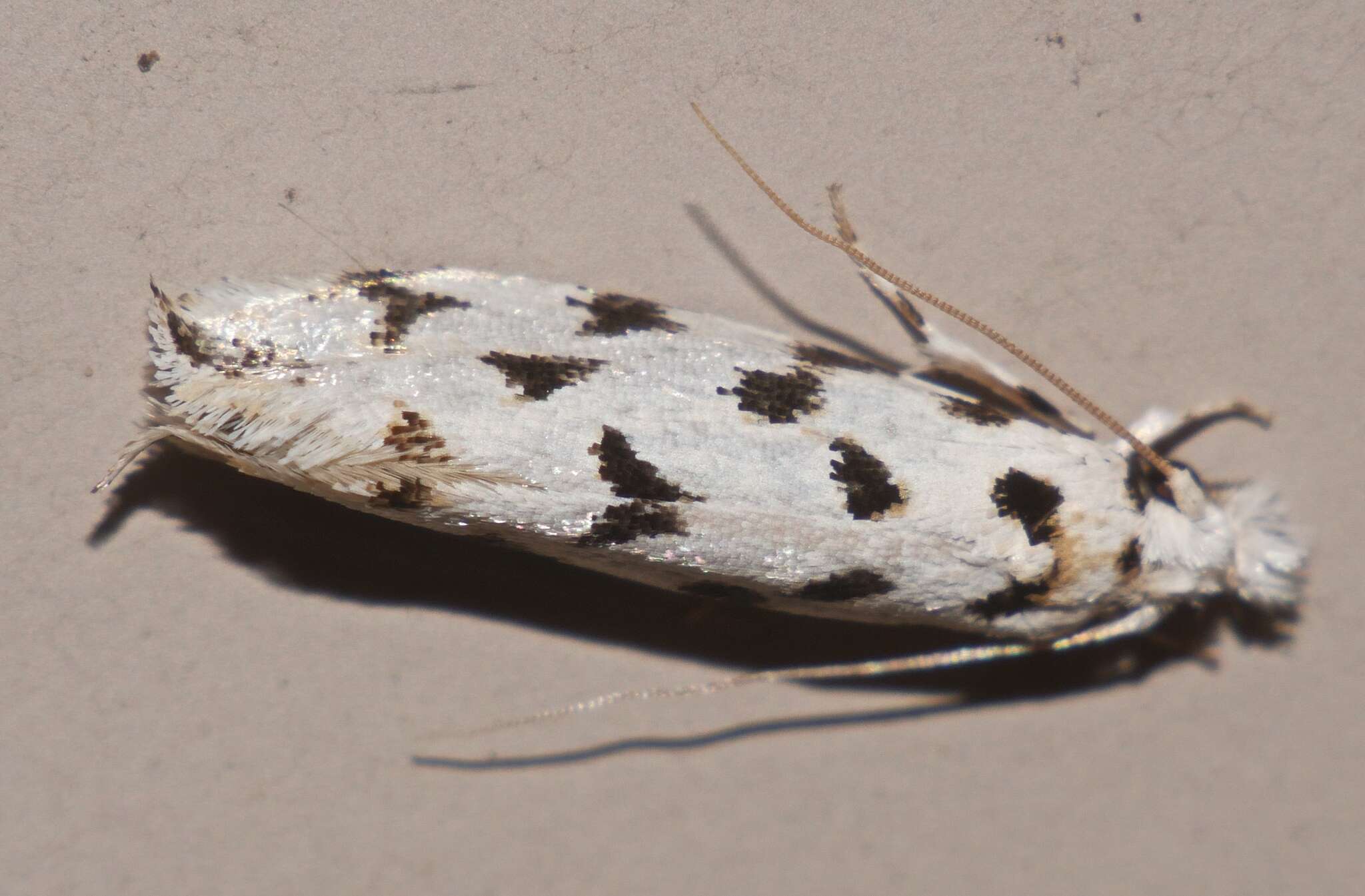 Image of Moth