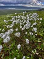 Image of Eriophorum vaginatum var. vaginatum